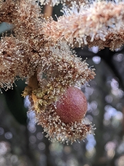 Dryocosmus castanopsidis