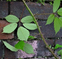 Rubus questieri
