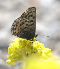 Euphilotes battoides