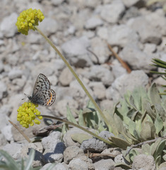 Euphilotes battoides