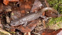 Hynobius leechii