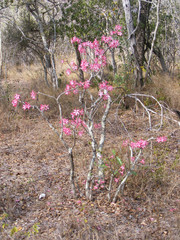 Adenium multiflorum image