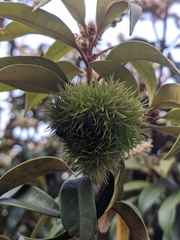 Chrysolepis chrysophylla minor