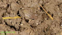 Hyla suweonensis