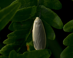 Eilema griseola