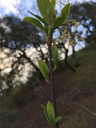 iNaturalist observation photo of Osoberry