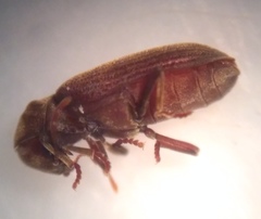 Microbregma emarginatum