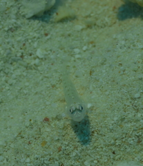 Ctenogobiops feroculus