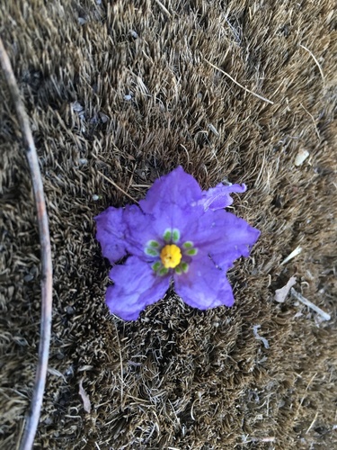 iNaturalist observation photo of bluewitch nightshade
