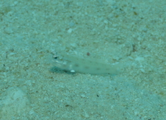 Ctenogobiops feroculus