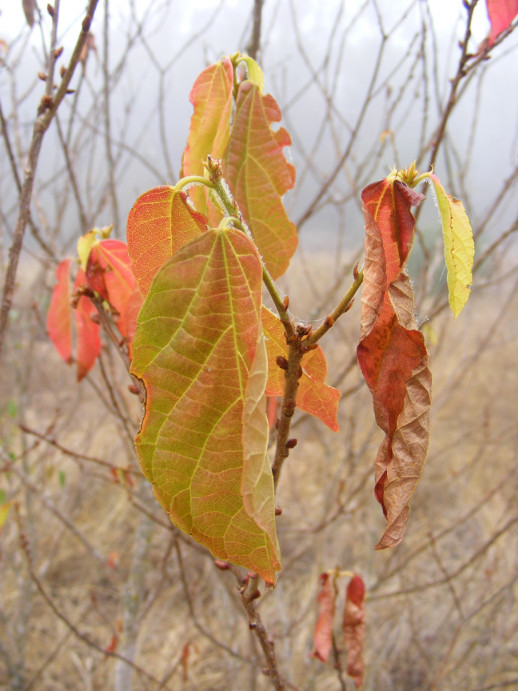 Lowveld Beadstring (Alchornea laxiflora)