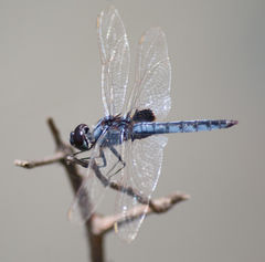 Urothemis edwardsii