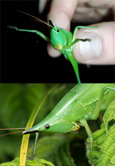 Neoconocephalus exiliscanorus