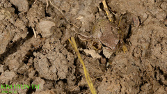 Hyla suweonensis