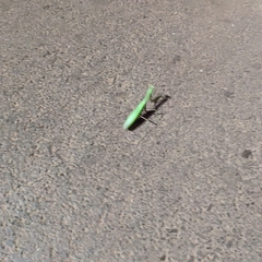 Hierodula membranacea