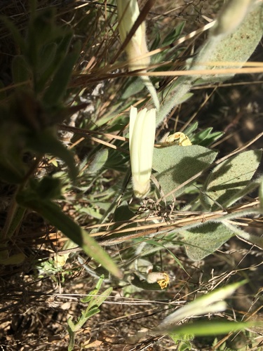iNaturalist observation photo of false bindweeds