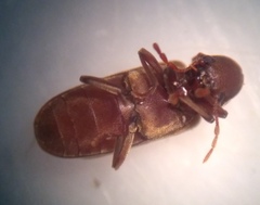 Microbregma emarginatum