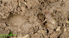 Hyla suweonensis