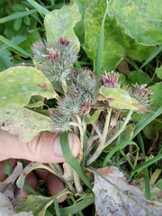 Arctium × ambiguum