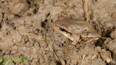 Hyla suweonensis