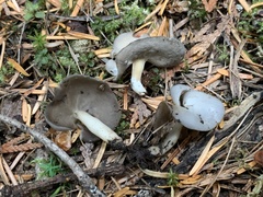 Helvella levis