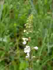 Stachys nigricans