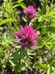 Castilleja parviflora olympica