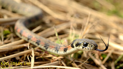 Rhabdophis tigrinus