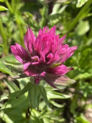 Castilleja parviflora olympica