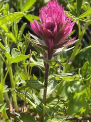 Castilleja parviflora olympica
