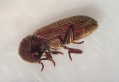 Microbregma emarginatum