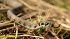 Rhabdophis tigrinus