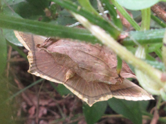 Thinopteryx crocoptera