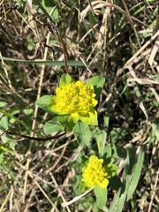 Euphorbia epithymoides