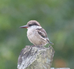 Striped Kingfisher photo 3