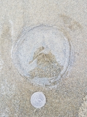 Aequorea victoria