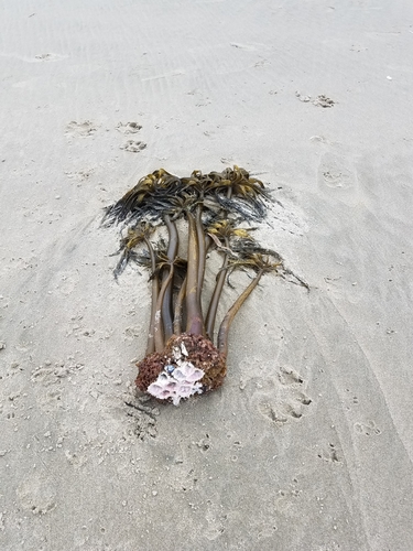 photo of Sea Palm (Postelsia palmiformis)