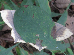 Thinopteryx crocoptera