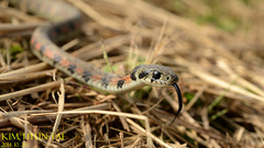 Rhabdophis tigrinus