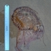photo of Pacific Sea Nettle (Chrysaora fuscescens)