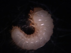 Microbregma emarginatum