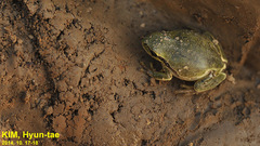 Hyla suweonensis