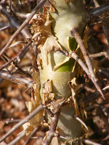 Commiphora pyracanthoides