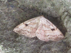 Perynea subrosea