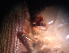 Microbregma emarginatum