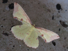 Corymica pryeri