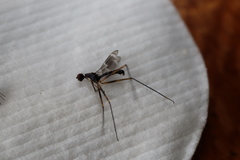 Metopochetus aequalis