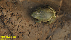Hyla suweonensis
