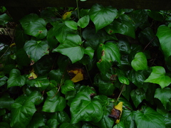 Hedera colchica