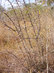 Commiphora pyracanthoides image